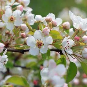 Apple tree Discovery (Malus Domestica) blossom Img 2